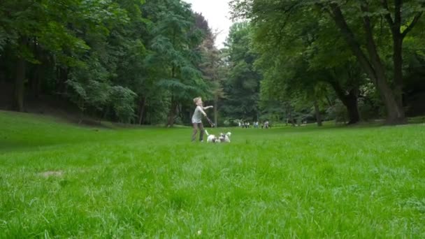 Pozwala grać razem koncepcji. Kaukaski blond chłopiec dziecko chodzić i biegać z jego dwóch psów Jack Russell Terrier przez Park w godzinach porannych. Pełna wysokość — Wideo stockowe