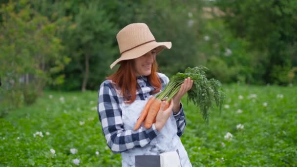 행복한 여성 농부는 자신의 정원 플롯에서 수확 한 당근의 작물을 파고 들고 있었다. 생태 영양, 채식주의 자, 건강한 영양, 자연 존중의 전통. — 비디오