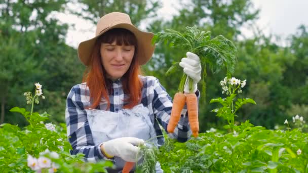 Porträtt kvinna med organiska morötter i en köksträdgård. — Stockvideo