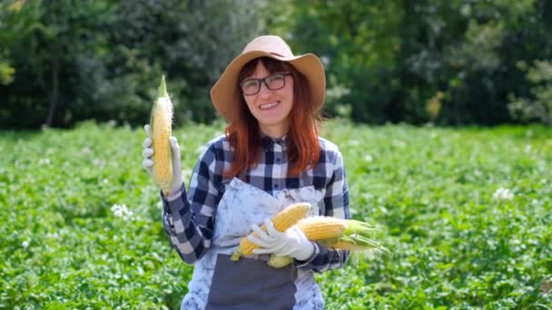 Kobieta z kukurydzy w koszyku, na farmie lub w ogrodzie warzywnym. Pojęcie zbioru lub sprzedaży warzyw. — Wideo stockowe