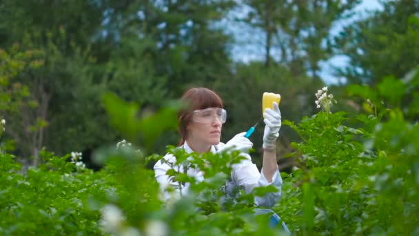 Ученый вводит химикаты в ГМО зеленого перца. Концепция химических ГМО или ГМ продуктов питания . — стоковое видео