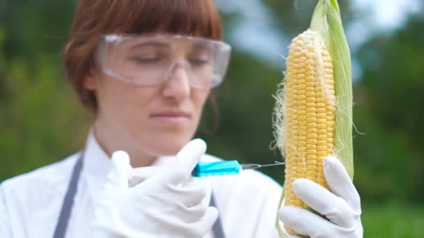 Кукуруза в лаборатории генной инженерии, концепция ГМО продуктов питания . — стоковое видео