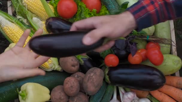 Bio voedsel. Tuinproducten en geoogste groenten. Verse boerderijgroenten in houten doos — Stockvideo