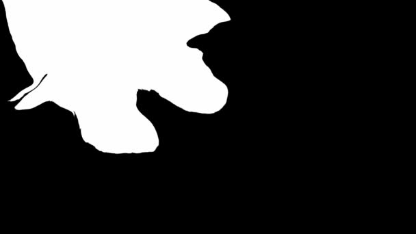 Цветущие чернила. Красивый белый акварель капли чернил переход на черный фон — стоковое видео
