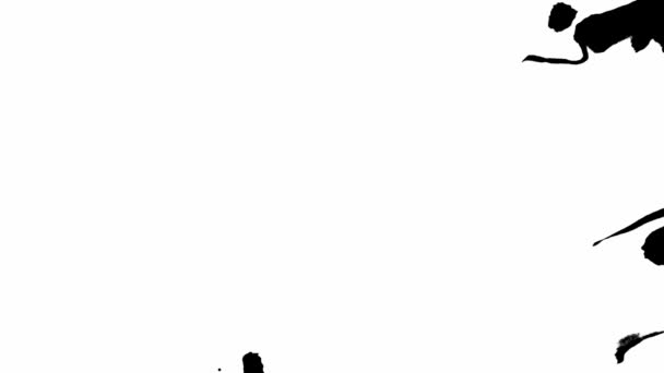 Чернильный переход на черном фоне 4k. Пакет 01. Съемки чернил Переход Белые чернила капли падают на черный фон — стоковое видео