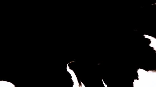 Siyah Arkaplanda Mürekkep Düşüren Geçiş 4k Görüntü Mürekkep Geçişi Beyaz Mürekkep Damlaları Siyah Arkaplan 'a düşüyor. Hareket paketi 08 — Stok video