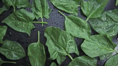 Siyah arkaplanda dönen taze ıspanak.