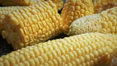 Siyah arkaplanda taze taze organik mısır koçanları dönüyor..