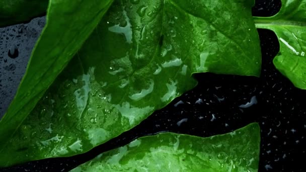 Fresh spinach with water drops rotating on black background. — Stock Video