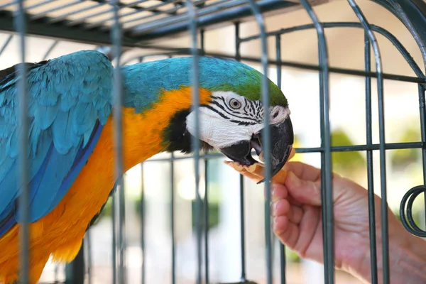 Parrot in cages eat food from hands
