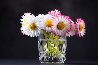 Siyah arka planda yaz çiçekleri