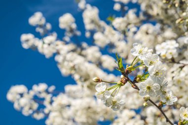 Mavi arka planı olan beyaz bahar çiçekleri. Bahar ağacı
