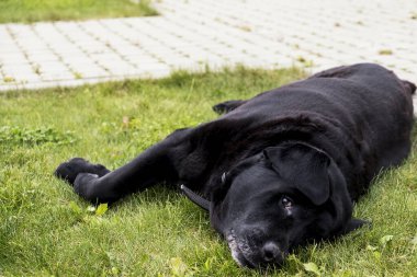 Çimlerin üzerinde yatan siyah Labrador.