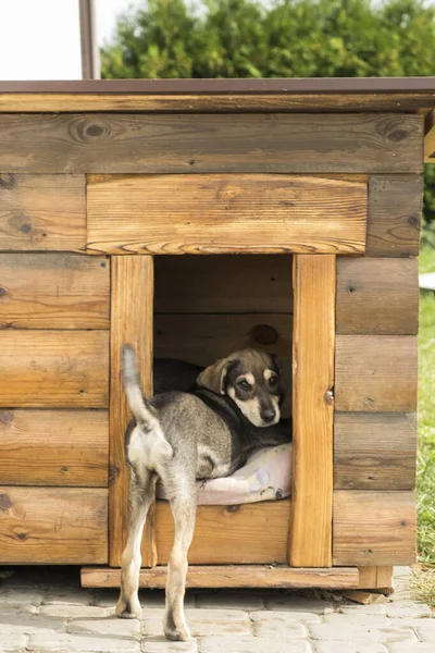 Cachorro Mira Desde Perrera Cachorro Divertido — Foto de Stock