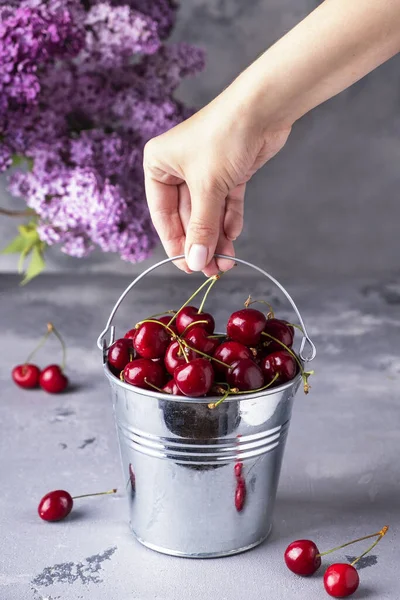 Woman\'s hand holding metal bucket with fresh sweet cherry. Summer