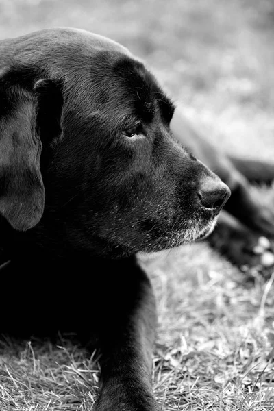 Retrato Labrador Negro Foto Blanco Negro — Foto de Stock