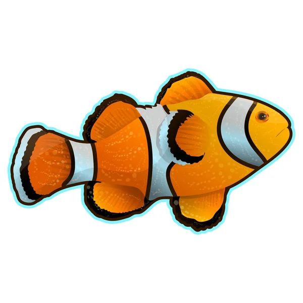 Anemoon vissen op wit wordt geïsoleerd. Clownfish in gele, zwarte en witte anemoonvis in gele, zwarte en witte kleuren. Aquarium vissen realistische vectorillustratie in vlakke stijl ontwerp — Stockvector
