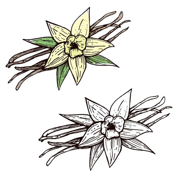 Vainas de vainilla y flor de vainilla aislada, imagen vectorial de una flor y especias aromáticas, Ilustración de la mano — Vector de stock