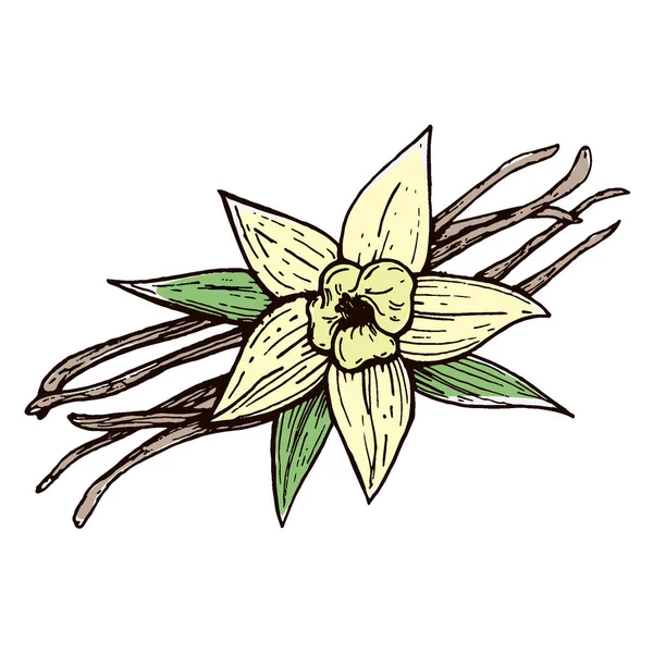 Vainas de vainilla y flor de vainilla aislada, imagen vectorial de una flor y especias aromáticas, Ilustración de la mano — Archivo Imágenes Vectoriales