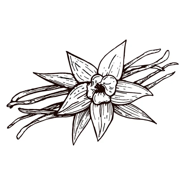 Vainas de vainilla y flor de vainilla aislada, imagen vectorial de una flor y especias aromáticas, Ilustración de la mano — Vector de stock