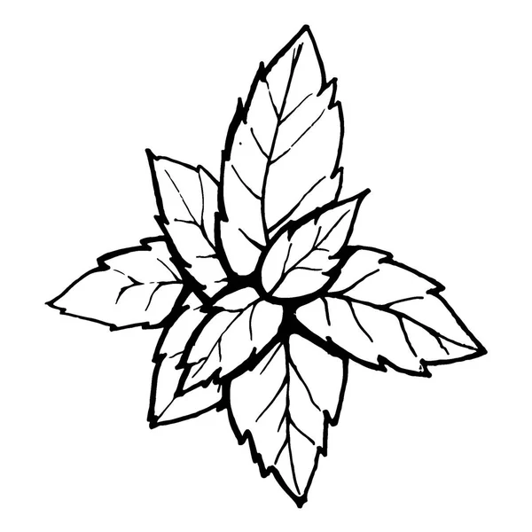 緑のミントの葉。透かし彫りの葉が白い背景で隔離。美しいベクター イラストです。自然の要素. — ストックベクタ