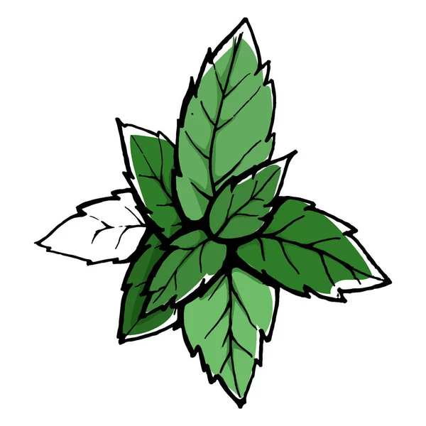 Grünes Minzblatt. durchbrochenes Blatt isoliert auf weißem Hintergrund. schöne Vektorillustration. das natürliche Element. — Stockvektor