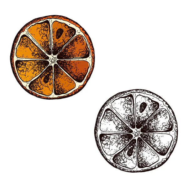 Vektor Orangen handgezeichnete Skizze. Skizze Vektor Lebensmittel Illustration. Jahrgangsstil — Stockvektor