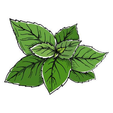 Vektör fesleğen el çizmek