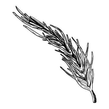 Rosemary ile arka plan. Elle çizilmiş.