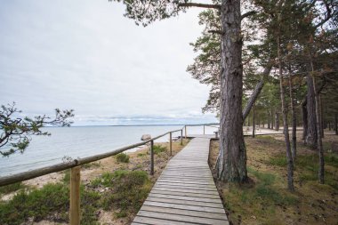 Renkli backgrou yeşil merdivenler deniz ağaçları doğa