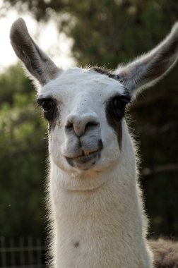 Güzel sırıtış - Lma portre