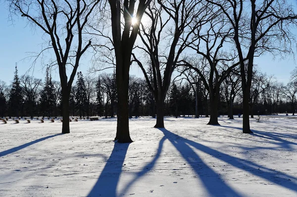 Lange schaduwen met winterzon. Assiniboine Park, Winnipeg, Manitoba, Canada Stockfoto