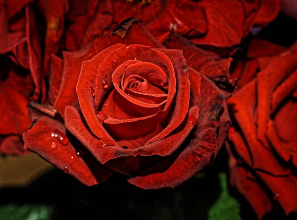 Pompás virág - friss vörös rózsa egy csokor — Stock Fotó