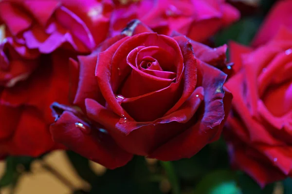 Flor linda - rosa marrom com pétalas de final roxo — Fotografia de Stock