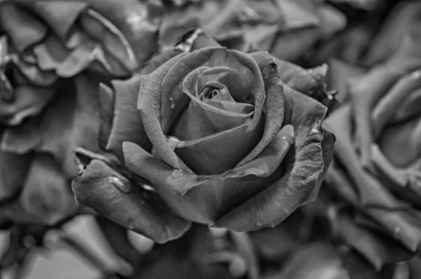 Чудова квітка - свіжа троянда в букеті — стокове фото