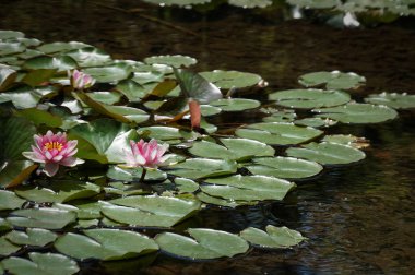 Sihirli çiçek. Nilüfer eski gölet