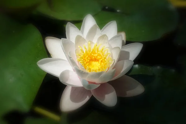 Magic flower. Water lily in the old pond