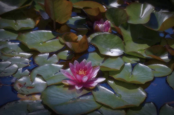 Magic flower. Water lily in the old pond