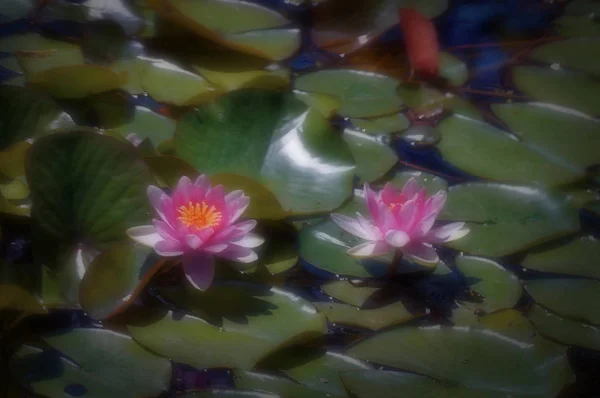 Flor mágica. Lirio de agua en el viejo estanque —  Fotos de Stock