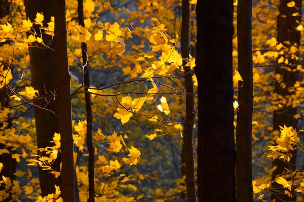Lumière du coucher du soleil colorant le feuillage jaune orange rouge de la forêt d'automne — Photo