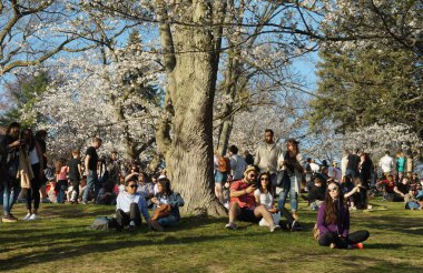 Toronto, Kanada - 05 09 2018: Yüksek Park Toronto güzel Sakura kiraz ağaçları çiçek hayran baharda birçok ziyaretçi çekiyor. Sakura ağaçlar en Hillside Gardens bulunmaktadır