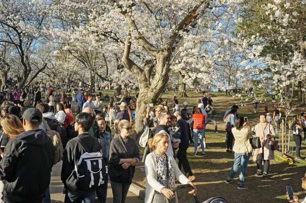 Toronto, Canada - 05 09 2018: High Park Toronto attira molti visitatori in primavera per ammirare i bellissimi ciliegi Sakura in fiore. La maggior parte degli alberi Sakura si trovano intorno Hillside Gardens — Foto Stock