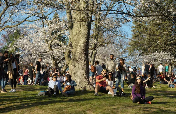 Toronto, Canada - 05 09 2018: High Park Toronto attira molti visitatori in primavera per ammirare i bellissimi ciliegi Sakura in fiore. La maggior parte degli alberi Sakura si trovano intorno Hillside Gardens — Foto Stock