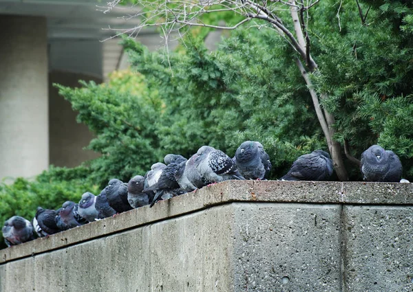 Congregación. Palomas reunidas sentadas en un parapeto de hormigón frente al arbusto verde —  Fotos de Stock