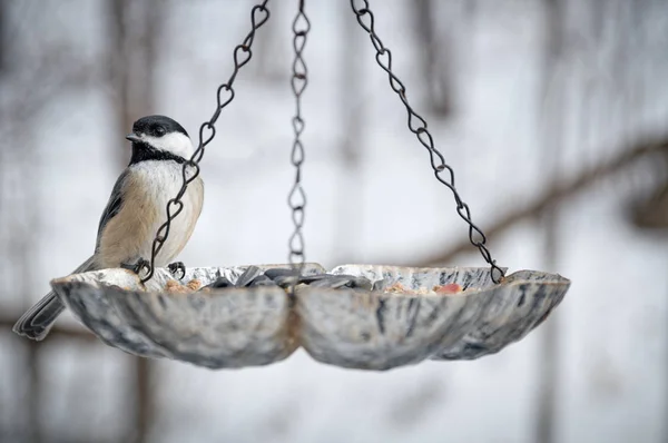 Titmouse est venu à une mangeoire pour prendre quelques spécialités pendant une journée froide d'hiver — Photo