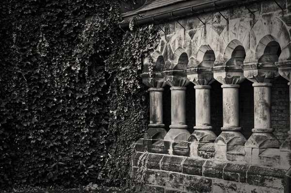 Green branches and leaves of ivy covering the wall step by step conquer ancient stone colonnade — Stock Photo, Image