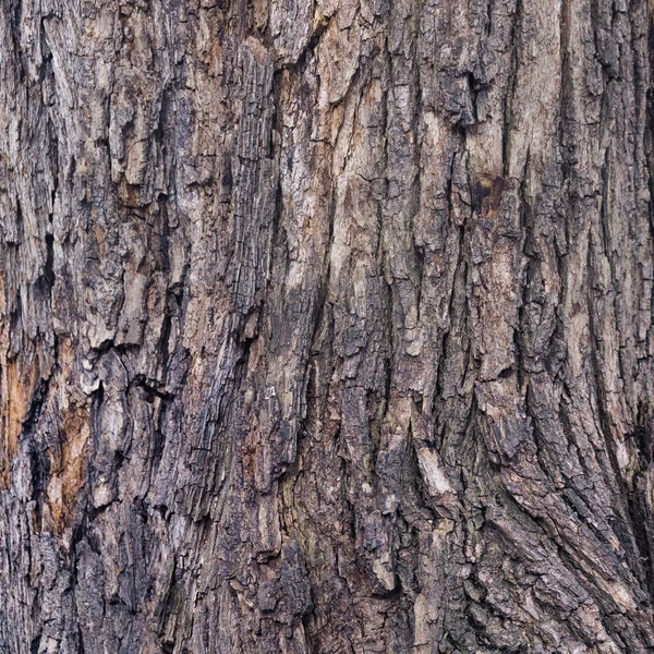 Eski havaya yakın çekim Ağaç kabuğu dokusu arkaplan deseni
