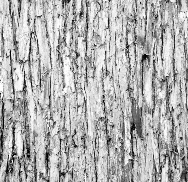 Close-up van oud weer geslagen boom schors textuur achtergrond patroon grijs, monochroom, zwart-wit, zwart, wit — Stockfoto