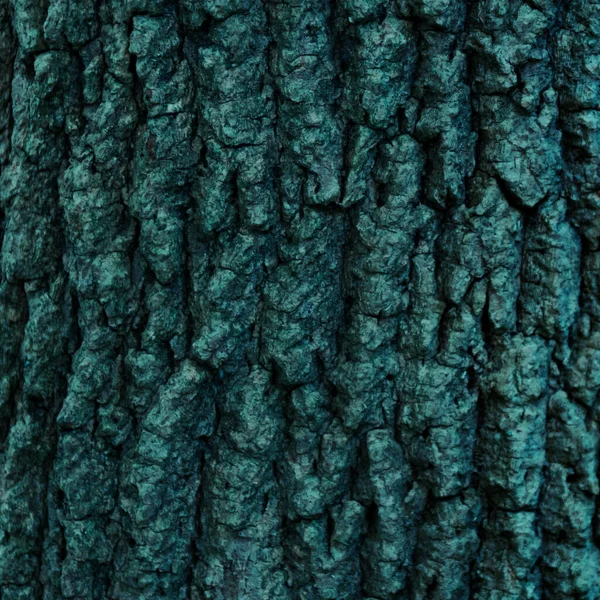 Closeup de tempo antigo batido árvore casca textura fundo padrão — Fotografia de Stock
