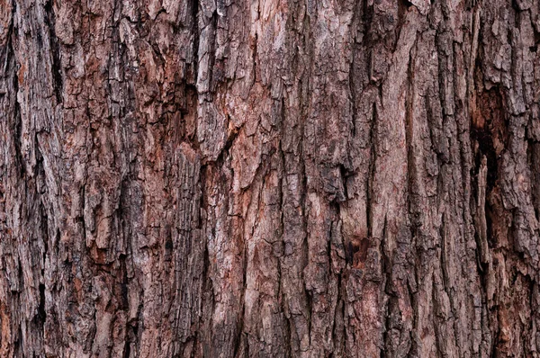 Close-up van oud weer geslagen boom schors textuur achtergrond patroon — Stockfoto